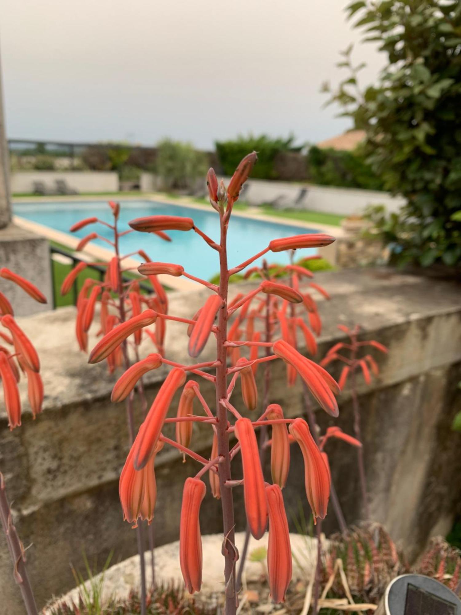 Saint-Julien-de-Peyrolas Domaine Forvent Bed & Breakfast エクステリア 写真